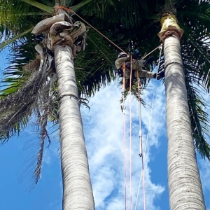 Poda em árvores de grande porte