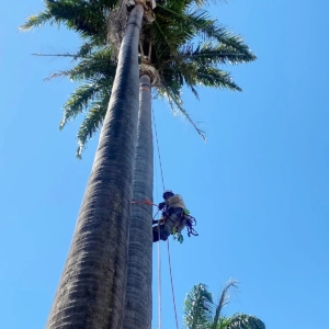 Poda em árvores de grande porte