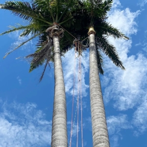 Poda em árvores de grande porte